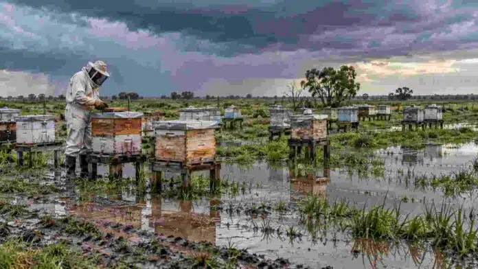Apicultor revisando colmenas elevadas en un apiario anegado tras lluvias intensas.