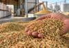 Arroz: una variedad del INTA logra recién cosechada atributos que otras alcanzan tras 3 a 6 meses de almacenamiento Mano sosteniendo arroz con cáscara durante el almacenamiento postcosecha, en una imagen ilustrativa del estudio del INTA y CONICET sobre calidad culinaria y maduración del grano.