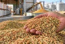 Arroz: una variedad del INTA logra recién cosechada atributos que otras alcanzan tras 3 a 6 meses de almacenamiento Mano sosteniendo arroz con cáscara durante el almacenamiento postcosecha, en una imagen ilustrativa del estudio del INTA y CONICET sobre calidad culinaria y maduración del grano.