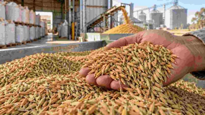 Mano sosteniendo arroz con cáscara durante el almacenamiento postcosecha, en una imagen ilustrativa del estudio del INTA y CONICET sobre calidad culinaria y maduración del grano.