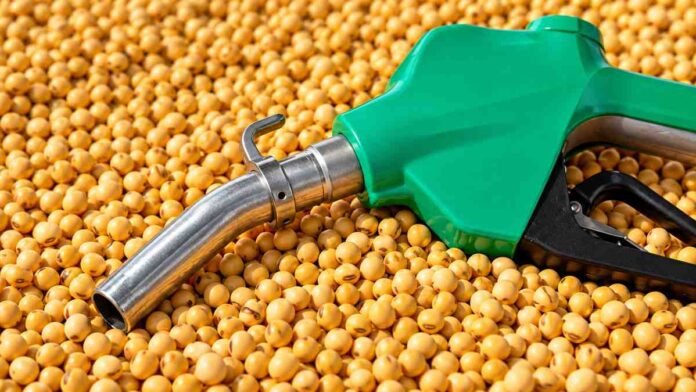 Pico de combustible sobre granos de soja, en una imagen vinculada a la producción de biodiesel a partir de materias primas agrícolas.