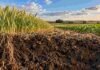 Suelo agrícola: el ambiente pesó más que el manejo y en el sudeste bonaerense el orgánico rindió 60% menos Perfil de suelo agrícola con raíces, rastrojo y actividad biológica entre lotes de trigo y soja, en una imagen que representa la relación entre ambiente, biodiversidad y manejo.