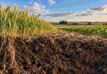 Suelo agrícola: el ambiente pesó más que el manejo y en el sudeste bonaerense el orgánico rindió 60% menos Perfil de suelo agrícola con raíces, rastrojo y actividad biológica entre lotes de trigo y soja, en una imagen que representa la relación entre ambiente, biodiversidad y manejo.