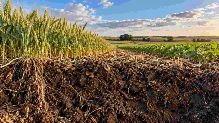 biodiversidad-suelo-trigo-soja-sudeste-bonaerenses Perfil de suelo agrícola con raíces, rastrojo y actividad biológica entre lotes de trigo y soja, en una imagen que representa la relación entre ambiente, biodiversidad y manejo.