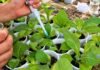 Bioinsumo argentino logró inhibir hasta 74% el crecimiento de hongos que afectan cultivos Aplicación experimental de un bioinsumo con Trichoderma sobre plantas jóvenes en condiciones controladas de laboratorio e invernadero.