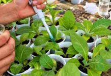 Bioinsumo argentino logró inhibir hasta 74% el crecimiento de hongos que afectan cultivos Aplicación experimental de un bioinsumo con Trichoderma sobre plantas jóvenes en condiciones controladas de laboratorio e invernadero.