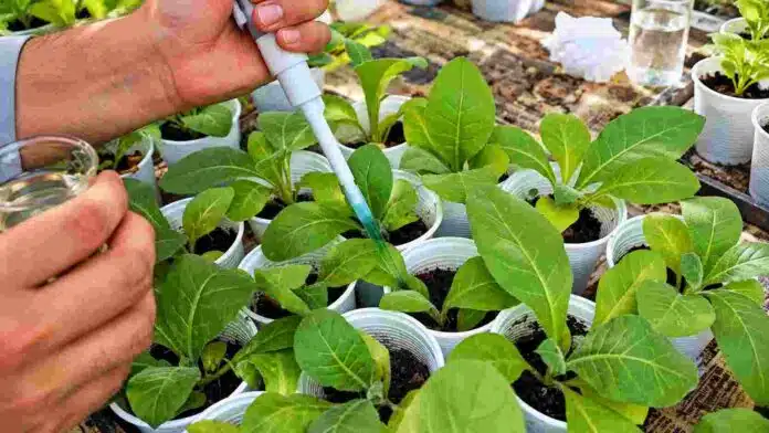 Aplicación experimental de un bioinsumo con Trichoderma sobre plantas jóvenes en condiciones controladas de laboratorio e invernadero.