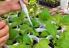 INTA y Conicet desarrollan un bioinsumo que inhibió hasta 74% el crecimiento de hongos Aplicación experimental de un bioinsumo sobre plántulas en ensayos de investigación para evaluar su efecto en el crecimiento y la sanidad vegetal.