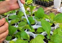 INTA y Conicet desarrollan un bioinsumo que inhibió hasta 74% el crecimiento de hongos Aplicación experimental de un bioinsumo sobre plántulas en ensayos de investigación para evaluar su efecto en el crecimiento y la sanidad vegetal.