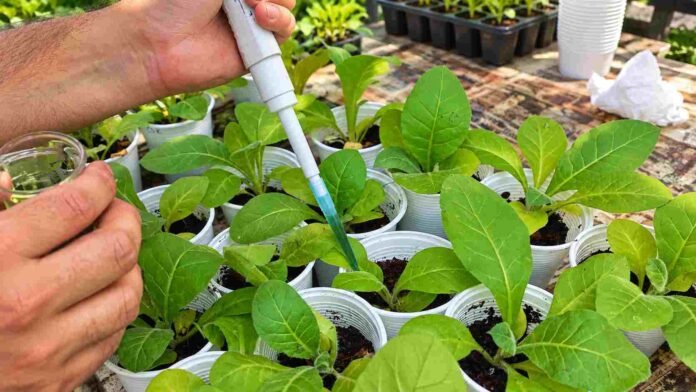bioinsumo-trichonoa-plantulas-ruralnet Aplicación experimental de un bioinsumo sobre plántulas en ensayos de investigación para evaluar su efecto en el crecimiento y la sanidad vegetal.