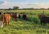 Corrientes: 18 campos prueban estrategias forrajeras adaptadas a cada ambiente Rodeo bovino pastoreando sobre una oferta forrajera abundante en un establecimiento ganadero de Corrientes.