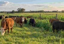 Corrientes: 18 campos prueban estrategias forrajeras adaptadas a cada ambiente Rodeo bovino pastoreando sobre una oferta forrajera abundante en un establecimiento ganadero de Corrientes.