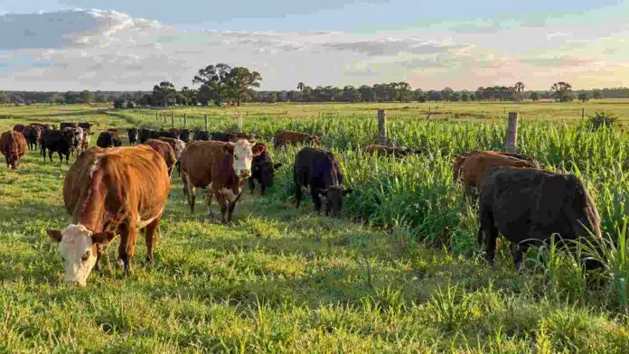 Rodeo bovino pastoreando sobre una oferta forrajera abundante en un establecimiento ganadero de Corrientes.