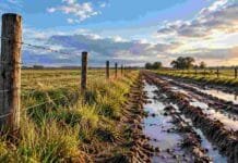 Caminos rurales: rechazan desviar fondos y exigen rendición de cuentas municipio por municipio Camino rural con barro, huellas profundas y acumulación de agua en una zona productiva de la provincia de Buenos Aires.
