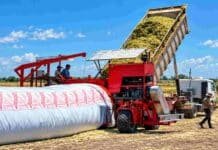 Silaje de maíz en un año húmedo: cómo evitar pérdidas cuando sobra agua Confección de silaje de maíz en silobolsa, con maquinaria descargando y embolsando el material picado en el campo.