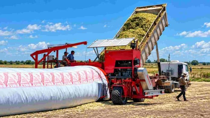 confeccion-silaje-maiz-silobolsa-ruralnet Confección de silaje de maíz en silobolsa, con maquinaria descargando y embolsando el material picado en el campo.