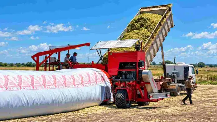 Confección de silaje de maíz en silobolsa, con maquinaria descargando y embolsando el material picado en el campo.