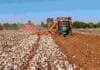 Algodón: finalizó la cosecha en el centro-norte de Santa Fe con 129.405 toneladas Cosechadora trabajando en un lote de algodón durante la recolección, con maquinaria agrícola avanzando sobre el cultivo.