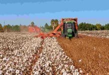 Algodón: finalizó la cosecha en el centro-norte de Santa Fe con 129.405 toneladas Cosechadora trabajando en un lote de algodón durante la recolección, con maquinaria agrícola avanzando sobre el cultivo.