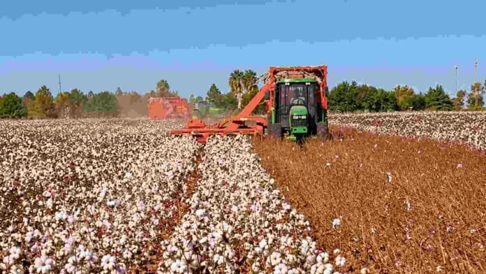 cosecha-algodon-maquinaria-campo Cosechadora trabajando en un lote de algodón durante la recolección, con maquinaria agrícola avanzando sobre el cultivo.
