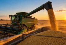 Gasoil e insumos más caros: Trump lanzó una ayuda de US$ 8.000 millones para productores Cosechadora descargando granos durante la cosecha en Estados Unidos, en una imagen ilustrativa de la ayuda anunciada para compensar costos de gasoil e insumos.