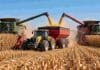 El maíz argentino gana terreno en el mercado mundial Dos cosechadoras con cabezales maiceros trabajan en simultáneo en un campo argentino y descargan granos de maíz sobre una tolva de gran capacidad remolcada por un tractor, en plena cosecha.