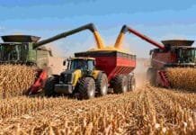 El maíz argentino gana terreno en el mercado mundial Dos cosechadoras con cabezales maiceros trabajan en simultáneo en un campo argentino y descargan granos de maíz sobre una tolva de gran capacidad remolcada por un tractor, en plena cosecha.