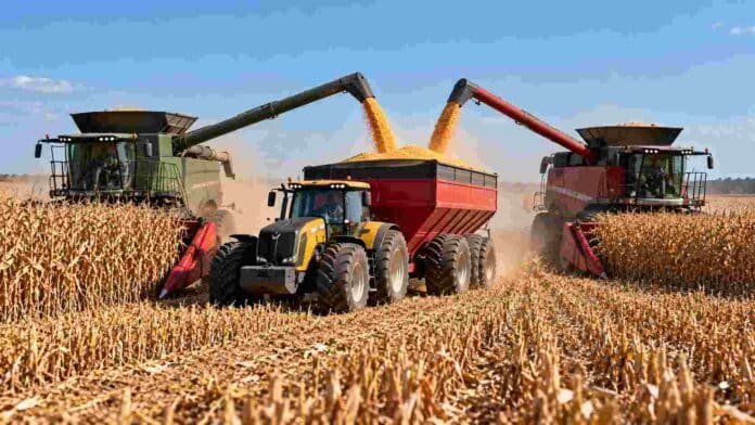 Dos cosechadoras con cabezales maiceros trabajan en simultáneo en un campo argentino y descargan granos de maíz sobre una tolva de gran capacidad remolcada por un tractor, en plena cosecha.