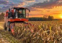 Francia: la cosecha de maíz caería casi 49% y sería la peor desde 1976 Cosechadora de maíz trabajando en un lote agrícola al atardecer, con cielo anaranjado, plantas maduras y polvo levantado durante la recolección.