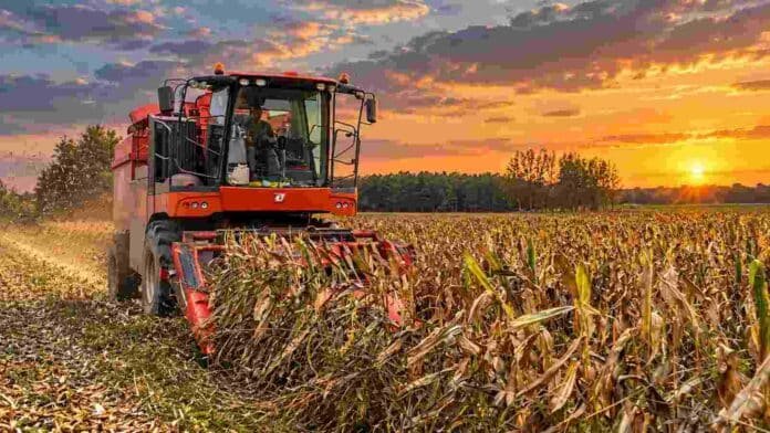 Cosechadora de maíz trabajando en un lote agrícola al atardecer, con cielo anaranjado, plantas maduras y polvo levantado durante la recolección.