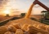 Córdoba cierra la campaña con un maíz récord de 26 millones de toneladas Cosechadora descargando maíz en una tolva durante la recolección del cultivo a campo.