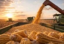 Córdoba cierra la campaña con un maíz récord de 26 millones de toneladas Cosechadora descargando maíz en una tolva durante la recolección del cultivo a campo.