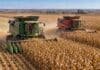 Maíz: Argentina cerró la campaña con un récord de 64 Mt Dos cosechadoras, una Fendt y otra Massey Ferguson, trabajan en tándem sobre una gran extensión de maíz listo para cosecha en un campo agrícola.