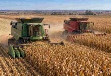 Maíz: Argentina cerró la campaña con un récord de 64 Mt Dos cosechadoras, una Fendt y otra Massey Ferguson, trabajan en tándem sobre una gran extensión de maíz listo para cosecha en un campo agrícola.