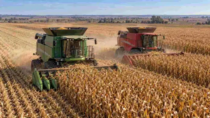 Dos cosechadoras, una Fendt y otra Massey Ferguson, trabajan en tándem sobre una gran extensión de maíz listo para cosecha en un campo agrícola.