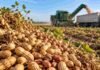 La molienda de maní saltó 30,7% y las exportaciones ya generan US$753 millones Maní recién cosechado en primer plano, con maquinaria agrícola trabajando en el lote durante la recolección.