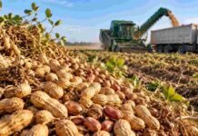 La molienda de maní saltó 30,7% y las exportaciones ya generan US$753 millones Maní recién cosechado en primer plano, con maquinaria agrícola trabajando en el lote durante la recolección.