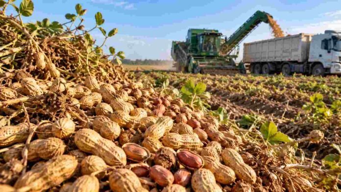 cosecha-mani-industria-exportaciones-ruralnet Maní recién cosechado en primer plano, con maquinaria agrícola trabajando en el lote durante la recolección.