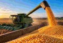 Brasil va por un récord de maíz: más producción, fuerte demanda de etanol y competencia con Argentina Cosechadora descargando maíz durante la cosecha en Brasil, en una imagen ilustrativa de la producción récord proyectada para 2026/27.
