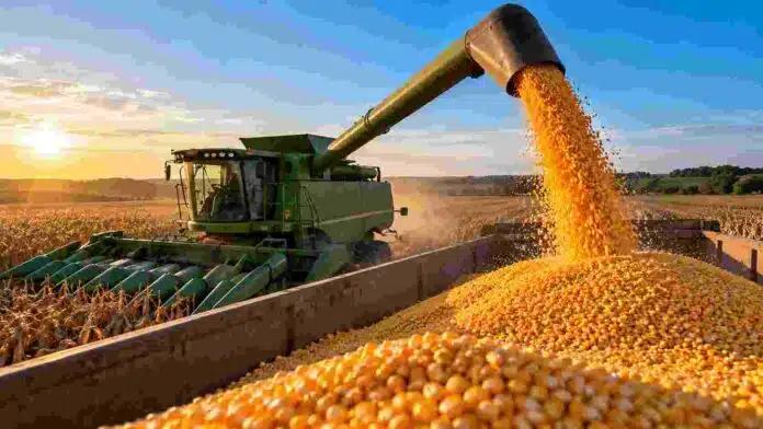 cosecha-record-maiz-brasil-ruralnet Cosechadora descargando maíz durante la cosecha en Brasil, en una imagen ilustrativa de la producción récord proyectada para 2026/27.