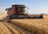 Trigo 2026/27: prevén rindes hasta 30% menores en el centro por heladas y pérdida de macollos Cosechadora Massey Ferguson recolectando trigo maduro en un campo argentino durante la campaña 2026/27, con rastrojo y polvo detrás de la máquina.