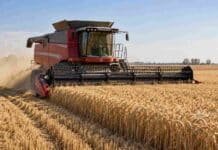 Trigo 2026/27: prevén rindes hasta 30% menores en el centro por heladas y pérdida de macollos Cosechadora Massey Ferguson recolectando trigo maduro en un campo argentino durante la campaña 2026/27, con rastrojo y polvo detrás de la máquina.