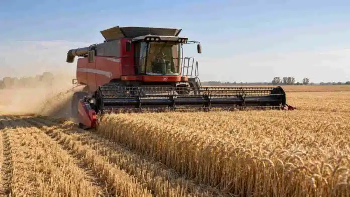 Cosechadora Massey Ferguson recolectando trigo maduro en un campo argentino durante la campaña 2026/27, con rastrojo y polvo detrás de la máquina.
