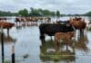 Crecida del Paraná: evacúan hasta 25 mil animales en Corrientes Ganado bovino en un campo inundado por la crecida del río Paraná en Corrientes, con animales rodeados de agua y zonas bajas anegadas.