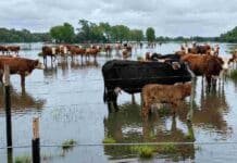Crecida del Paraná: evacúan hasta 25 mil animales en Corrientes Ganado bovino en un campo inundado por la crecida del río Paraná en Corrientes, con animales rodeados de agua y zonas bajas anegadas.
