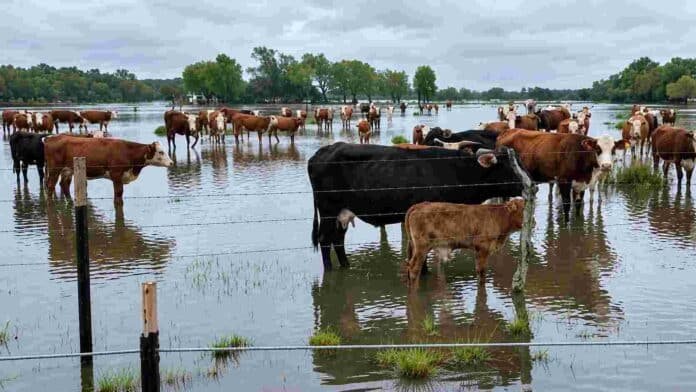 Ganado bovino en un campo inundado por la crecida del río Paraná en Corrientes, con animales rodeados de agua y zonas bajas anegadas.