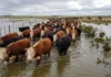 Bloqueo atmosférico: por qué siguen los días grises y dónde preocupan las crecidas Rodeo de ganado bovino atravesando campos inundados durante una crecida, bajo un cielo cubierto de nubes, mientras dos jinetes arrean los animales hacia terrenos más altos.