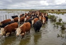 Bloqueo atmosférico: por qué siguen los días grises y dónde preocupan las crecidas Rodeo de ganado bovino atravesando campos inundados durante una crecida, bajo un cielo cubierto de nubes, mientras dos jinetes arrean los animales hacia terrenos más altos.
