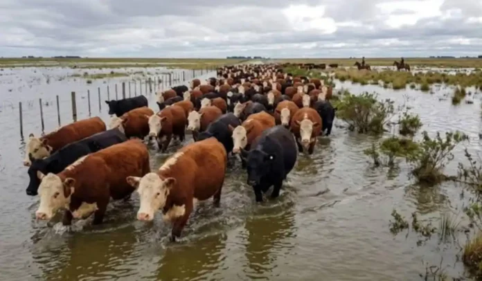 crecida-rios-ganado-evacuacion-campos-inundados Rodeo de ganado bovino atravesando campos inundados durante una crecida, bajo un cielo cubierto de nubes, mientras dos jinetes arrean los animales hacia terrenos más altos.
