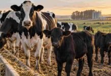 INTA prueba cruzamientos carniceros en tambos: las primeras 30 crías nacerán en 2027 Vacas Holstein junto a terneros de cruzamiento carnicero en un tambo, como parte de una estrategia beef on dairy.